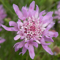 Wildflower Field Scabious
